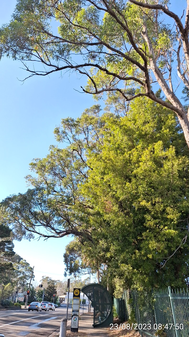 SP52948-danger-of-collapsing-tree-toward-Fontenoy-Road-photo-1-23Aug2023.webp