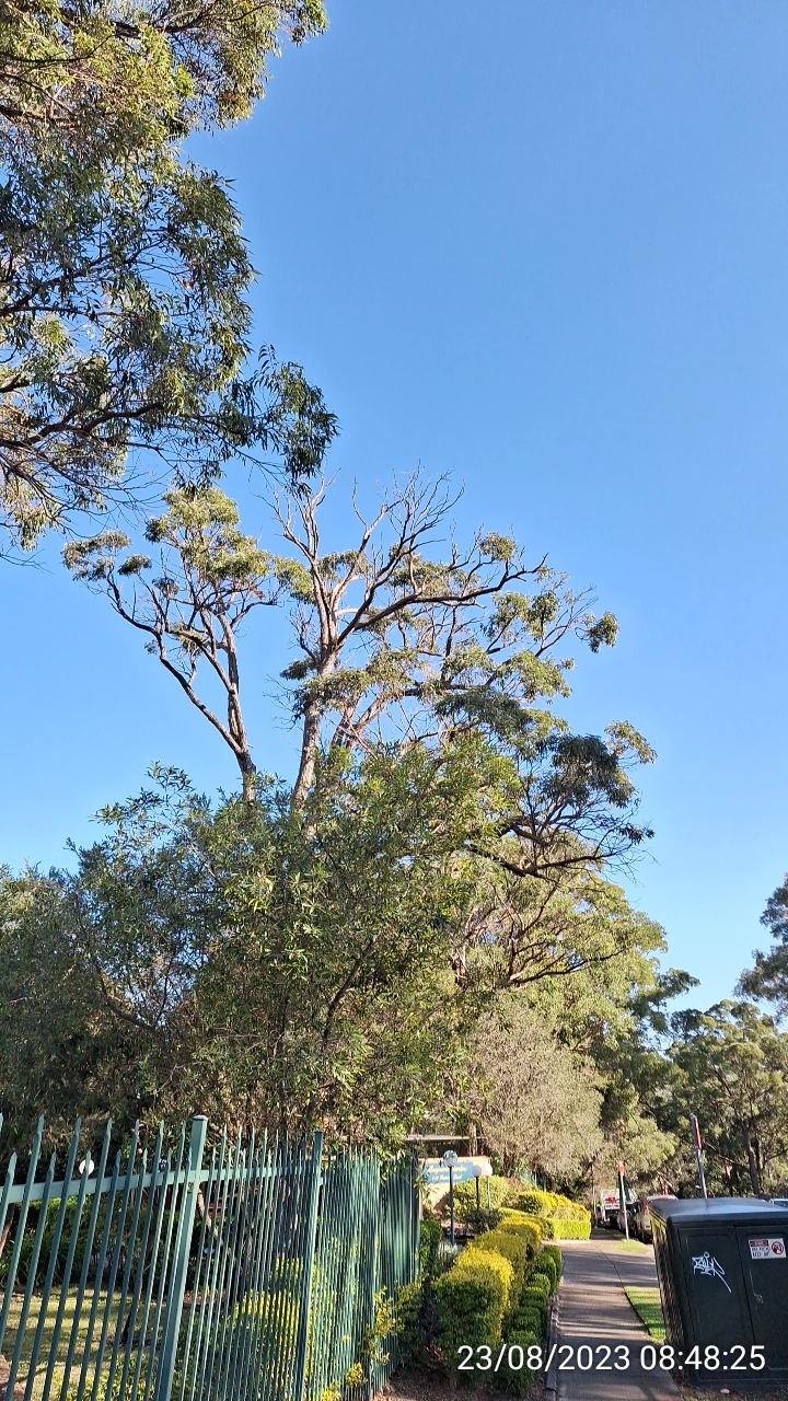 SP52948-danger-of-collapsing-tree-toward-Fontenoy-Road-photo-3-23Aug2023.webp