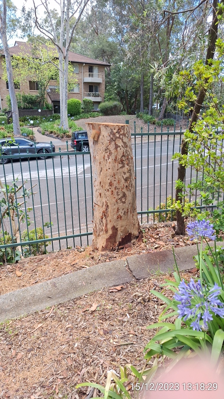 SP52948-dangerous-tree-finally-cut-down-near-townhouses-photo-1-15Dec2023.webp