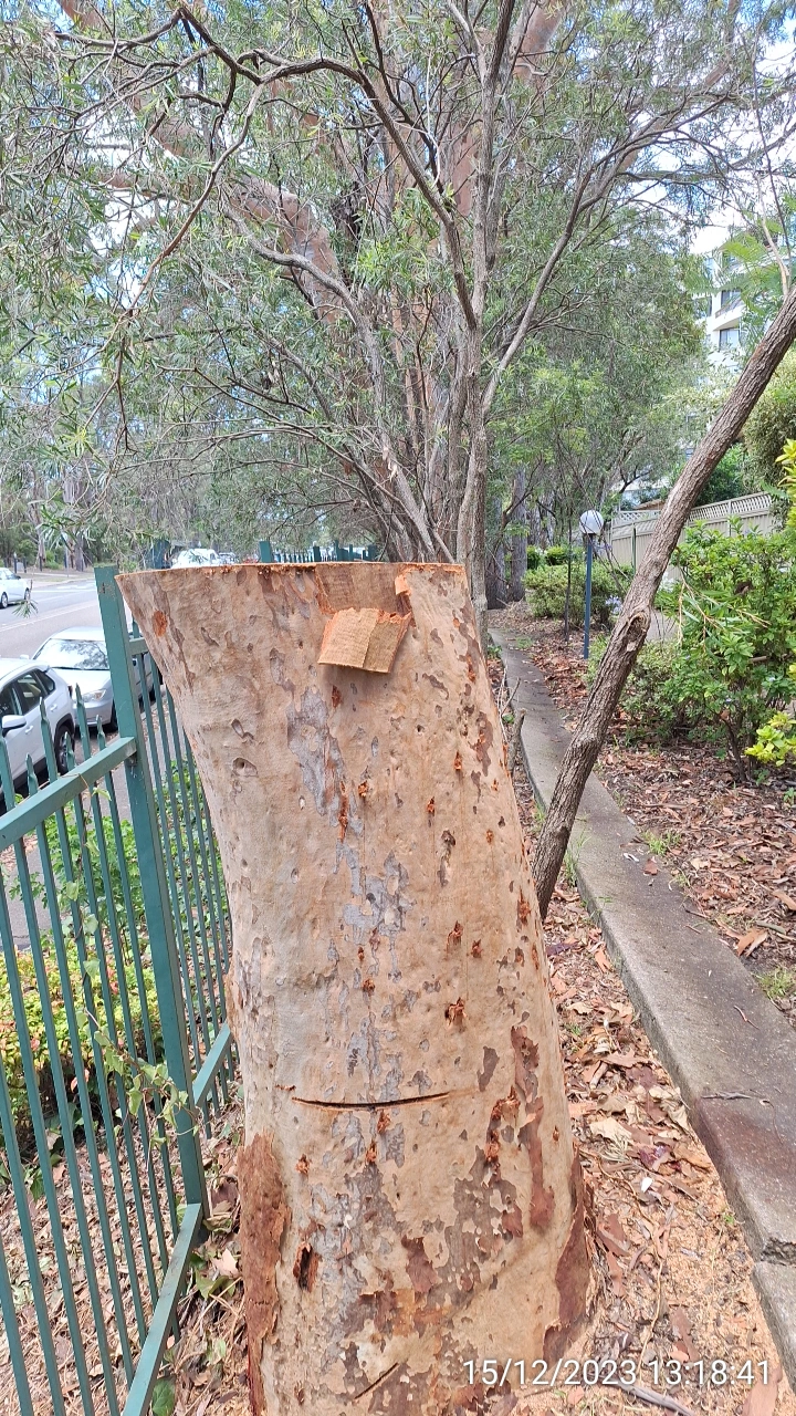 SP52948-dangerous-tree-finally-cut-down-near-townhouses-photo-2-15Dec2023.webp