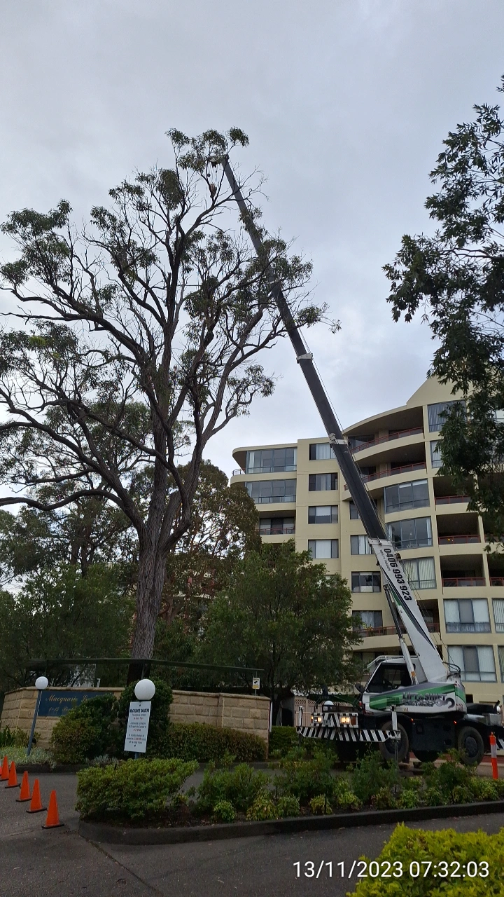 SP52948-large-gum-tree-removal-photo-3-13Nov2023.webp