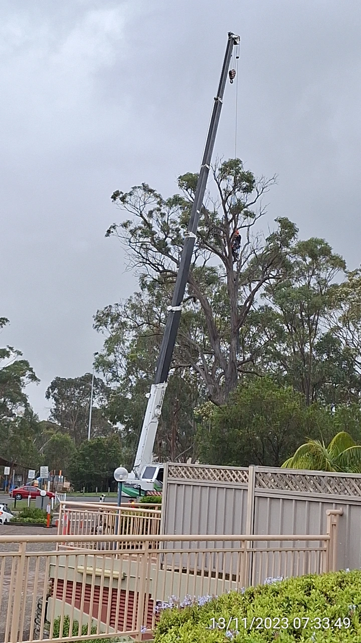 SP52948-large-gum-tree-removal-photo-5-13Nov2023.webp