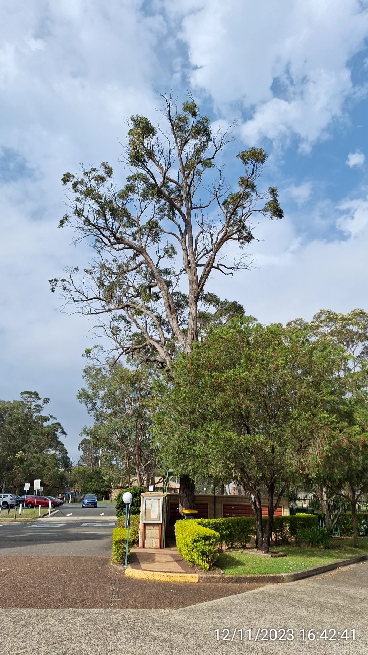 SP52948-large-trees-overdue-for-trimming-front-of-complex-photo-2-12Nov2023.webp