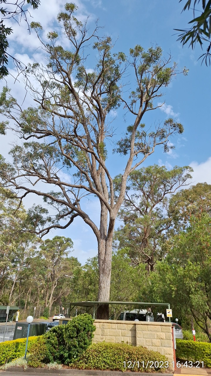 SP52948-large-trees-overdue-for-trimming-front-of-complex-photo-4-12Nov2023.webp