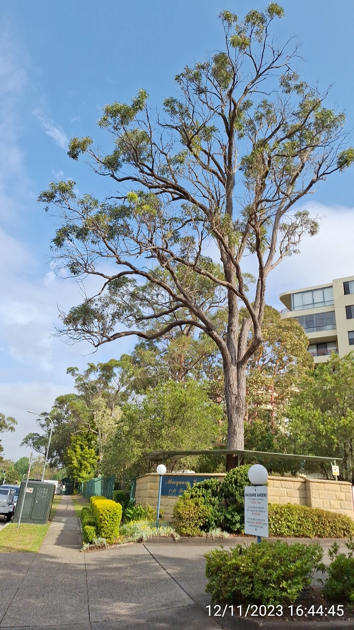 SP52948-large-trees-overdue-for-trimming-front-of-complex-photo-8-12Nov2023.webp