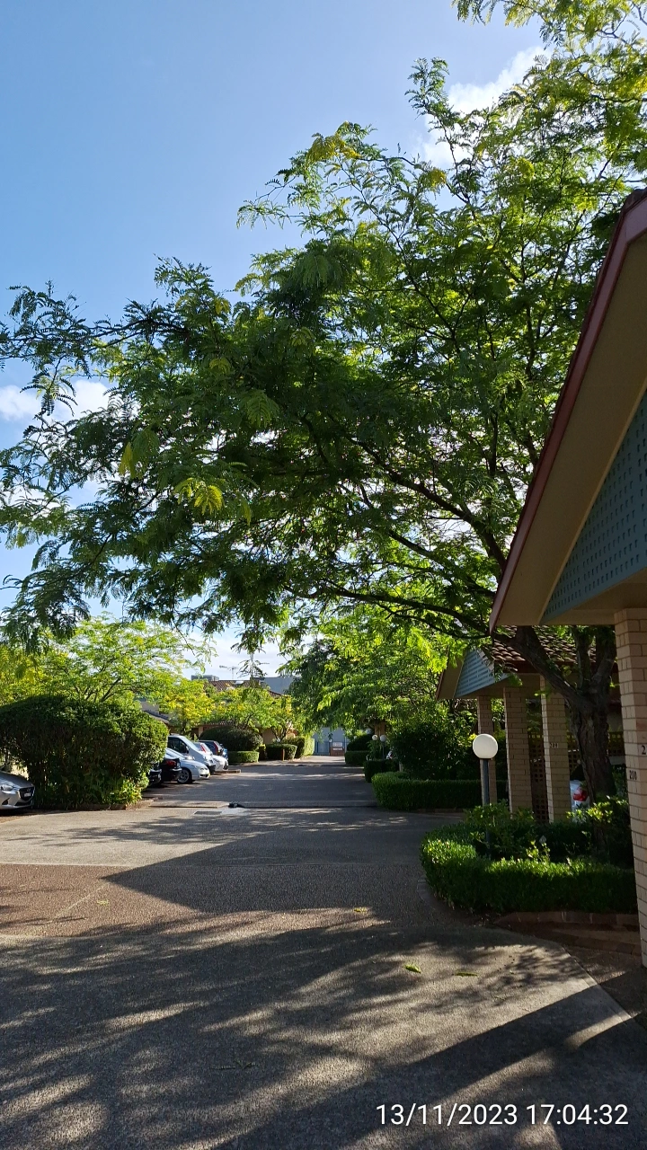 SP52948-large-trees-overdue-for-trimming-front-of-townhouses-photo-3-13Nov2023.webp