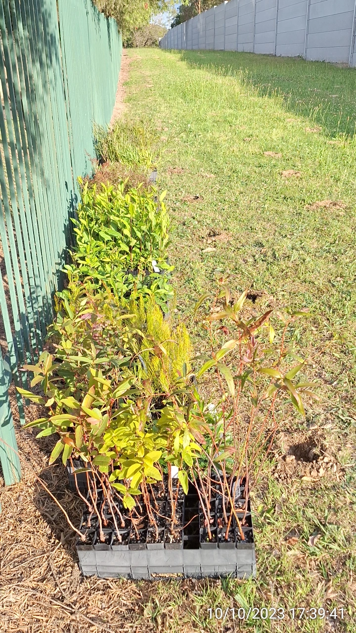 SP52948-new-plants-council-land-towards-M2-motorway-photo-15-10Oct2023.webp