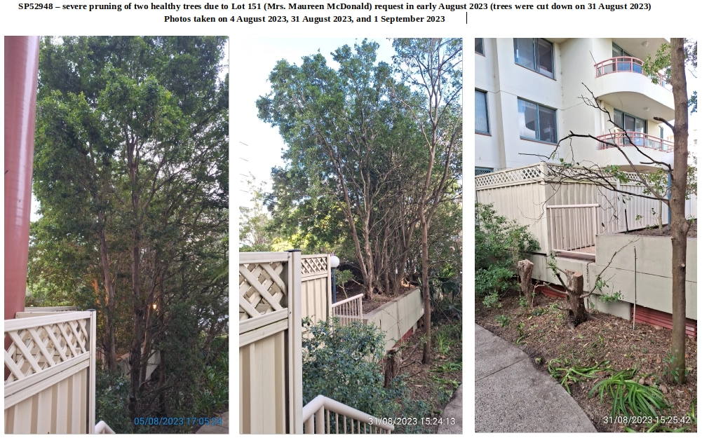 SP52948-two-healthy-trees-near-ex-committee-member-Lot-151-severely-pruned-photo-2-31Aug2023.webp