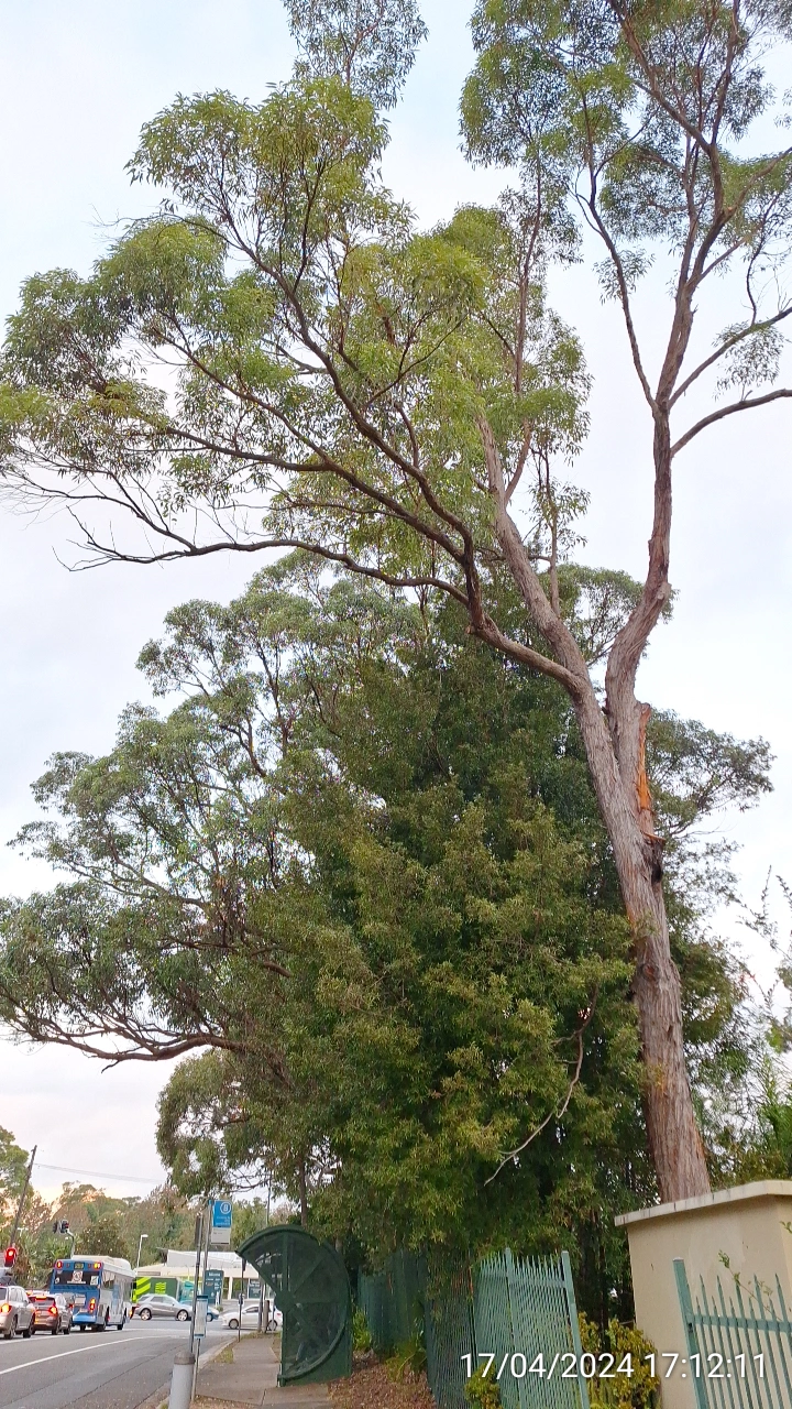 SP52948-overdue-tree-prunning-waiting-for-disaster-photo-2-17Apr2024.webp