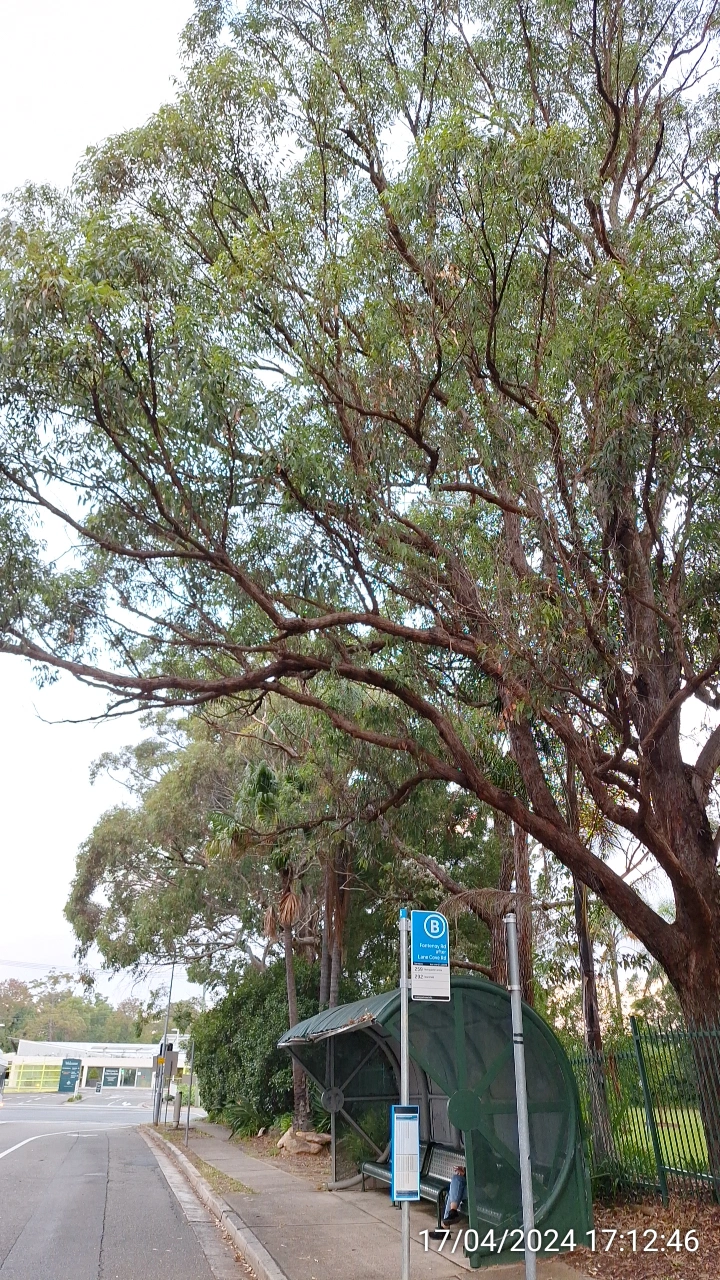 SP52948-overdue-tree-prunning-waiting-for-disaster-photo-3-17Apr2024.webp