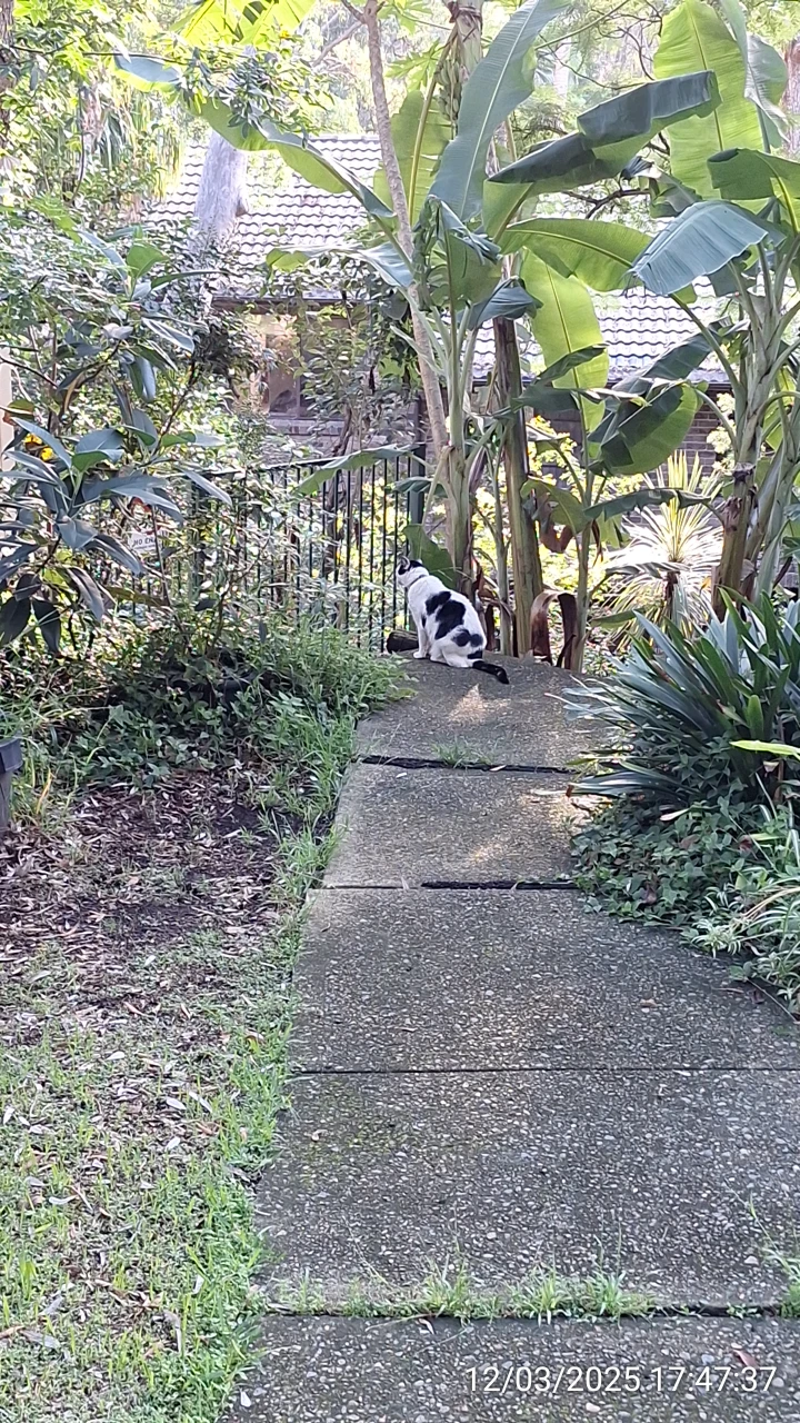 SP52948-roaming-cat-behind-townhouses-photo-2-12Mar2025