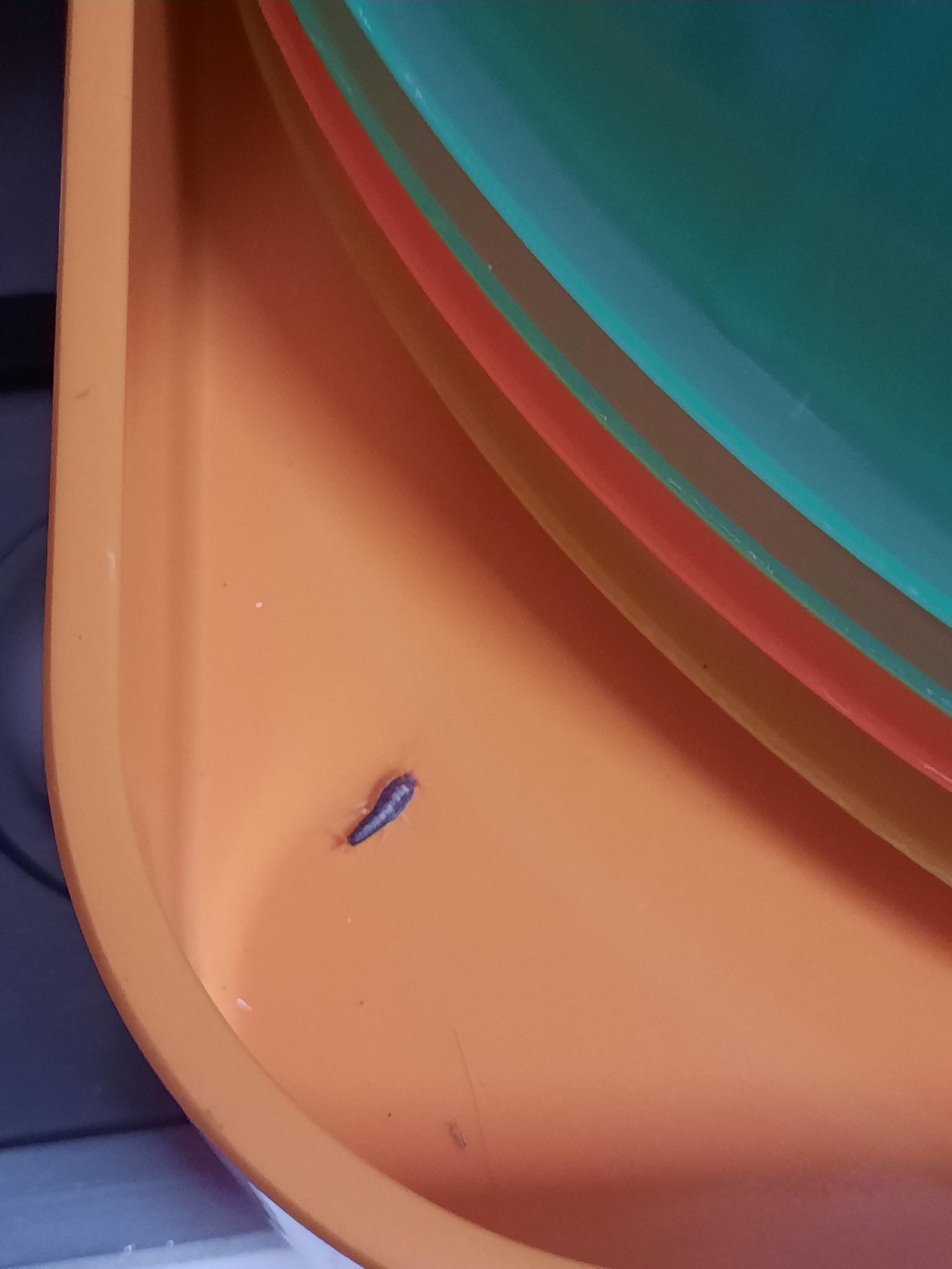 SP52948-repeated-incident-with-silverfish-Lot-158-kitchen-9Mar2026