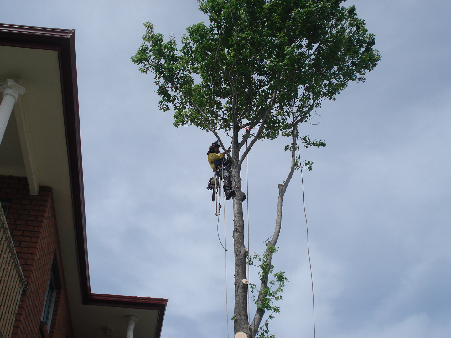 Sydney-large-tree-removal-without-crane-photo-2.jpg