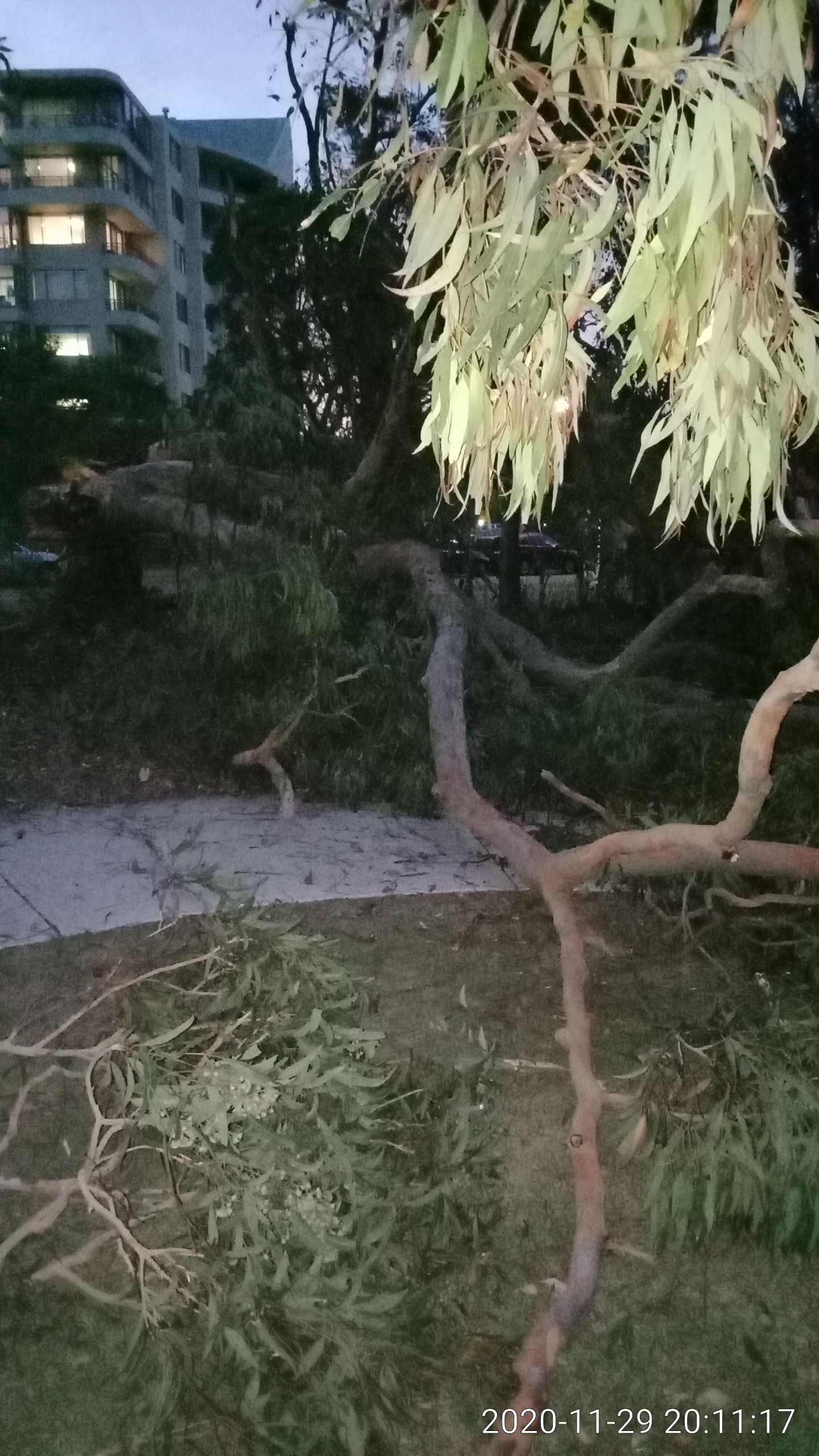 Tuckwell-Park-huge-tree-fell-in-storm-photo-1-29Nov2020.jpg